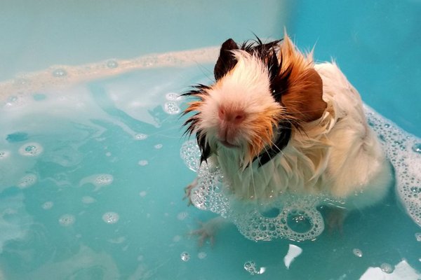 signs of stress in small pets
