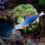 watchman goby care