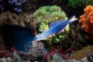 watchman goby care