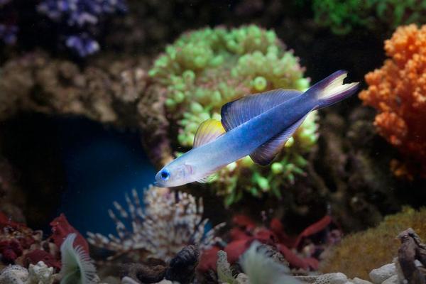 watchman goby care