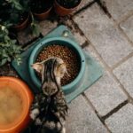 wet vs dry cat food