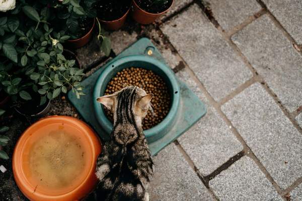 wet vs dry cat food