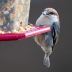 winter bird feeding