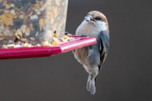 Winter Bird Feeding: How to Support Backyard Birds in Cold Weather
