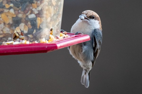 winter bird feeding